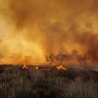 Les incendies vont accentuer le déclin de la production laitière australienne.  © beau/stock.adobe.com