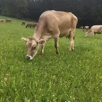Les éleveurs parviennent à exploiter plus longtemps leurs prairies avec les mélanges à flore variée, avec un gain de quinze jours d'exploitation l'été