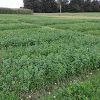Essai d'un mélange multiespèces longue durée en Ille-et-Vilaine.  © Jouffray Drillaud