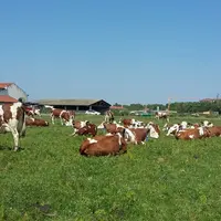 Une forte pression de pâturage (21 ares/UGB) est maintenue sur la saison pour maîtriser le dactyle et la fétuque. © J.-P. Manteaux