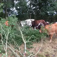 Les arbres fourragers peuvent ponctuellement représenter une part importante de la ration. © Civam 49