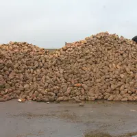 Les betteraves (2,5 à 3 kg MS/VL/j) sont préalablement déterrées puis découpées en petits morceaux pour favoriser leur consommation. © F. Mechekour