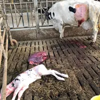 L'utérus enlevé est violacé ou gonflé d'œdème. © T. Jourdain Delecour