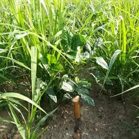 Le cowpea (Niébé ici) associé au moha a produit une biomasse totale de 2 t MS/ha. © Ferme expérimentale des ...