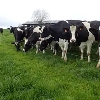 2 670 hectares de prairies sont en pâturage Herby, la marque créée par la Caveb et qui repose sur du pâturage tournant dynamique.  © Caveb