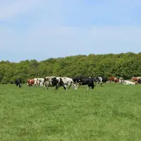 Les filières ruminants veulent proposer des crédits carbone de qualité aux acheteurs. C'est-à-dire qui reposent sur une méthode d'évaluation certifiée