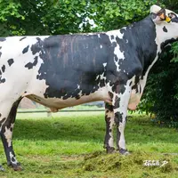 En Normande, l'utilisation de taureaux comme Gaïac et un bon turn-over des taureaux majeurs chaque année jouent en faveur de la maîtrise de la variabi