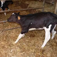 Il oscille en écartant les pattes, victime fœtale du virus de la BVD. © J.-M. Nicol