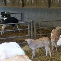 Les jeunes holstein ont été malades il y a trois mois de maladie respiratoires à virus RS. Les plus malades sont restés dans cette case à côté de laqu
