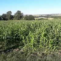Sorgho fourrager sursemé dans une prairie permanente après un travail superficiel du sol au covercrop. Par son effet sur la plisse de la prairie, il p