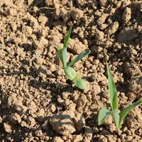 Sur sol un peu séchant, Frédéric Lenglet associe au maïs du tournesol (30 %). La ration hivernale comprend 40 % d’ensilage de maïs et 60 % d'ensilage