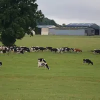 98 ha sont accessibles par les vaches depuis la stabulation. © Eilyps
