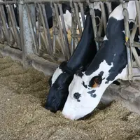 L'effet sur la production de lait s’expliquerait, d’après des essais réalisés en station expérimentale, par l’augmentation de la matière sèche ingérée