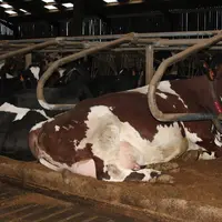 Les femelles issues des croisements de type Procross, Holstein x Normande, Holstein x Montbéliarde et Holstein x Brune sont les premières candidates à