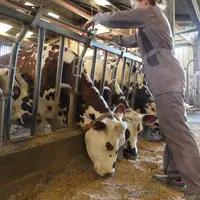 Pour ne pas être trop sollicité par des alertes chaleurs, le réglage de la sensibilité de la détection a été effectué en position médium (3) sur une é