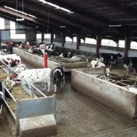 Le Gaec a choisi le tapis du constructeur Geoffroy (Nièvre) car il proposait une auge en acier galvanisée alors que, pour les concurrents, il fallait