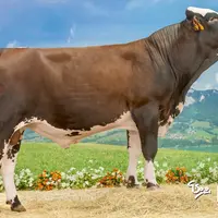 Irred (Ardechois, 121) culmine à 1 250 kg en lait  mais avec des taux très négatifs (TB = -5 ; TP = -1,7). © G. Soldi