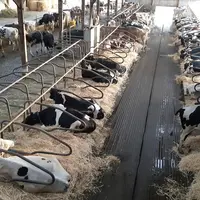 Beaucoup de vaches couchées et peu de vaches perchées, c'est le signe que les logettes sont confortables.  © A. Batia