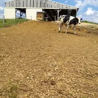 Le seul abreuvoir est dans le bâtiment. La porte donne sur une aire stabilisée avec des copeaux de bois pour passer d'un paddock à l'autre. © E. Bigno