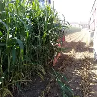 Les Cive, cultures intermédiaires à vocation énergétique, sont souvent des sorghos, de maïs immature, du seigle.  © ©Agriméth’Arros