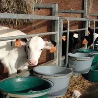 Proposer un plan de buvée économe avec 25 % de lait en moins jusqu’au sevrage, ça marche. © F. Mechekour