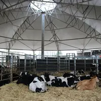 Un des sept box pouvant accueillir une vingtaine de génisses avec, au fond, une barrière permettant d’accéder à la zone de tri centrale. © F. Mechekou