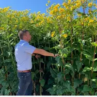 La silphie peut atteindre 3,50 m de hauteur. Mais, pour une utilisation en fourrage, la récolte se fait avant la floraison.  © Silphie France