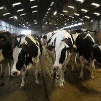 Les conditions d'élevage, notamment l'habitat, jouent un rôle essentiel dans le développement des maladies. © A. Conté