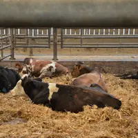 À la ferme des Bouviers, différents croisements sont testés pour compenser la faible croissance des Jersiais, dans l’optique de proposer, une fois le