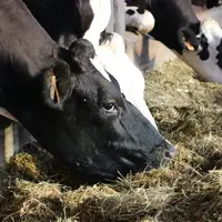 Tous les mécanismes ne sont pas encore connus, mais il semble difficile d’améliorer significativement l’efficience alimentaire des vaches via leur con
