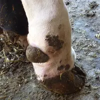 La vache pose juste l’extrémité du sabot. Le paturon est bien gonflé de façon symétrique. © C. Fouquet