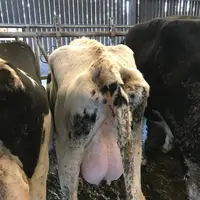 Un fort amaigrissement en début de lactation: mieux vaut contrôler le taux de BHB de ces vaches. © O. Crenn