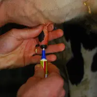 Avec six vaches sur dix saines au moment du tarissement, la situation actuelle ne justifie plus la mise en place d’un traitement antibiotique systémat