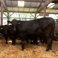 Des animaux croisés Prim’Holstein x Limousin lors des essais à la ferme expérimentale de Mauron. Ils ont atteint un poids moyen carcasse de 307 kg à 1