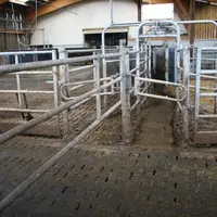 Une porte de tri en sortie de traite permet de gérer le troupeau en deux lots en fonction du niveau de production des vaches. © F. Mechekour