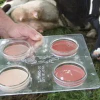 Au quatrième vêlage et avec une fièvre de lait. © J.-M. Nicol