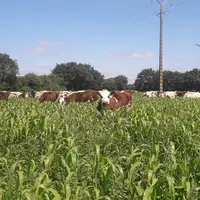 Troupeau de vaches traites dans un paddock de sorgho multicoupe, pour leur premier tour de pâturage.