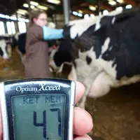 Cette multipare souffre d'une cétose qui a certainement favorisé le déplacement de caillette. © J.-M. Nicol