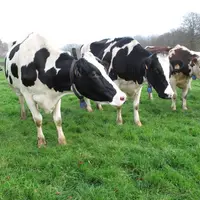 La baisse du cheptel bovin lait est de -2,4% en Bretagne au 1er octobre 2020 par rapport à octobre 2019.  © C. Pruilh
