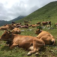 Les consommateurs associent le lait cru à une promesse de goût, de typicité liée à un terroir. © A. Conté