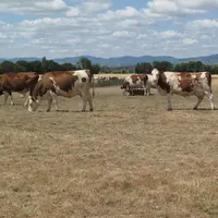 Les souscripteurs sont surtout des éleveurs bovins lait, viande ou mixte, avec en moyenne 150 UGB et 110 ha de SAU. © A. Conté
