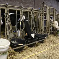 Pour augmenter significativement le produit lait, les éleveurs mettent l’accent sur le potentiel et le suivi du troupeau. Ils investissent dans la gén