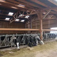 Ce bâtiment en structure bois a été dédié aux vaches qui vont vêler. Les animaux sont au calme et ne déclarent plus que rarement des métrites. © Photo