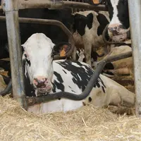 Le confort des logettes, la qualité de l’abreuvement et de la ration… permettent aux animaux de mieux résister au stress thermique. © F. Mechekour