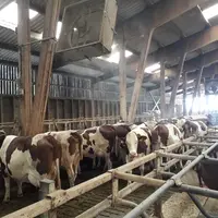 La brumisation peut être déclenchée lorsque la température atteint 27-30 °C en complément de la ventilation mécanique. © B. Fagoo