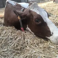 La vache ne se lève plus du tout et semble très abattue. © S. Cercelet