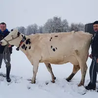 Maxime Guyon et Christophe Pioche, moniteurs, sont avec la vache 2080 Magne, qui sert à produire le lait hyper immun.  © Ferme de l'Alpa