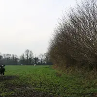 Une haie de noisetiers recépée il y a 5 ans; vu l'importance de la pousse, un recépage pourra être envisagé dans cinq ans.  © A. Conté