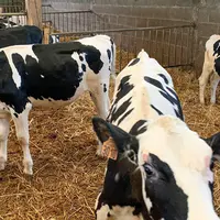 Les génisses de 4-5 mois : il y a un rattrapage de la croissance après le sevrage avec la ration sèche distribuée à volonté.  © P. Arzul