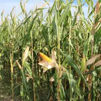 Les stomates des feuilles se referment d'autant plus vite et la photosynthèse est d'autant plus efficiente que la concentration en CO2 augmente.  © A.